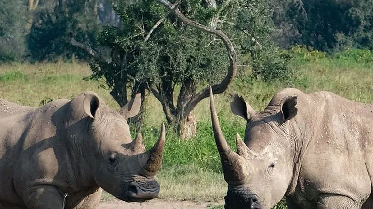 Two white rhinos face each other in green grass