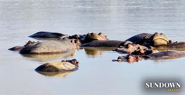 A pod of hippos resting together in the river