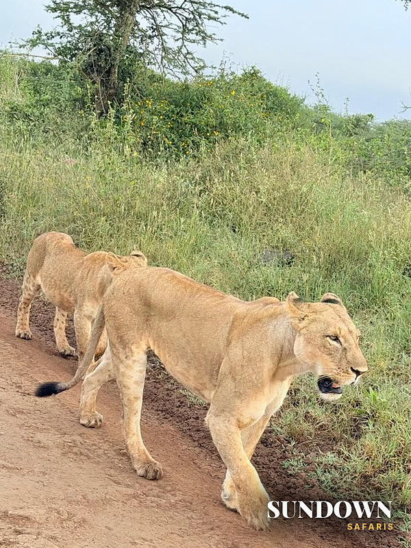 Two lionesses walking along the track right past the vehicle