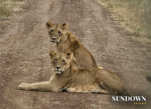 Two young lions resting on the track, looking straight at the vehicle