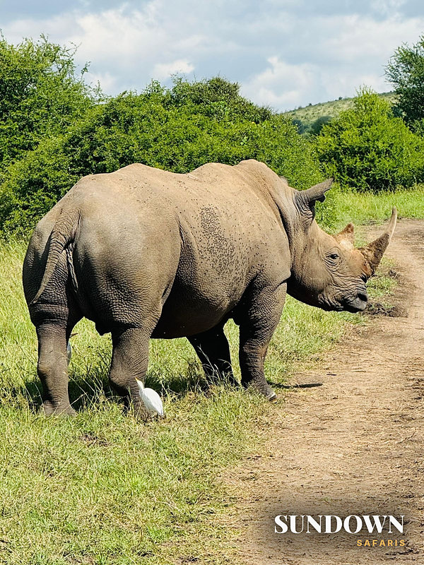 A black rhino with a cattle egret stepping onto the track