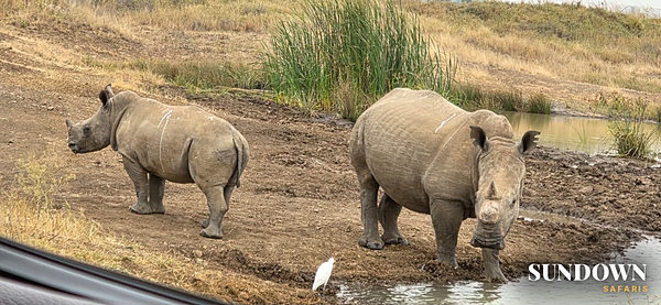 A white rhino and her calf at a waterhole, seen from the vehicle