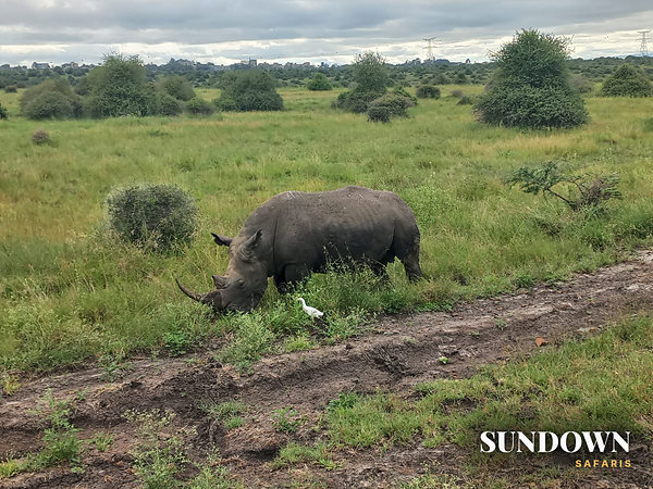 Rhino grazing in Nairobi National Park with the city skyline behind