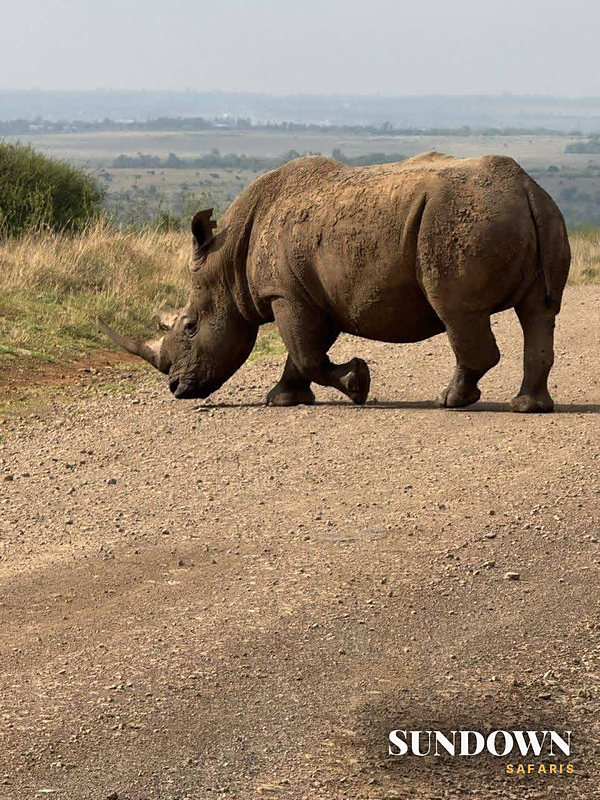 White rhino crossing the track on a Sundown game drive