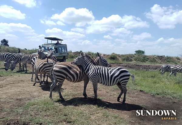 A herd of zebras gathered around the track near a safari vehicle