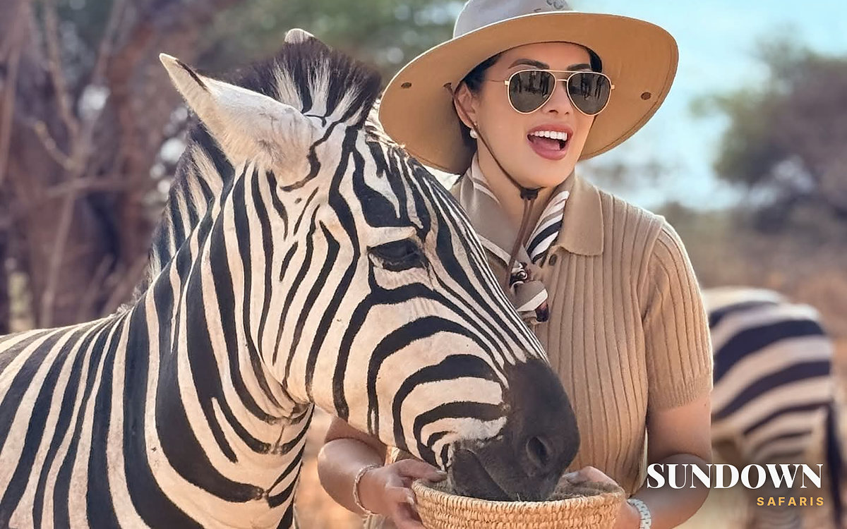 A smiling Sundown Safaris guest feeding zebras from a woven basket