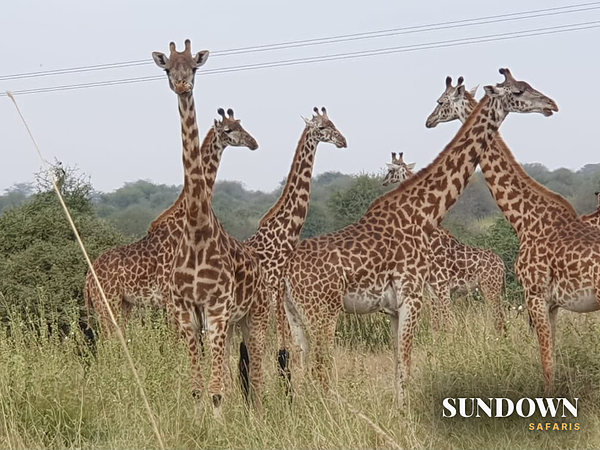 A tower of Masai giraffes watching from the long grass on a Sundown game drive