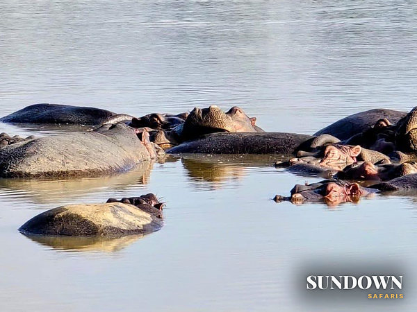 A pod of hippos taking it easy