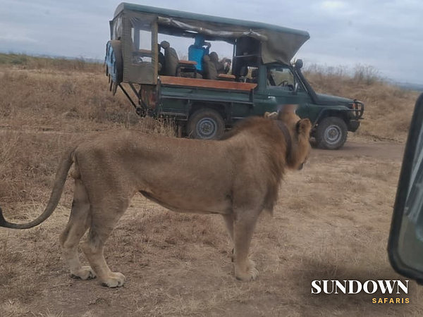 A lion strolls past the vehicle