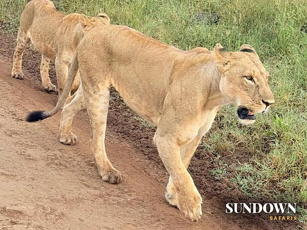 Two lionesses walk right past us