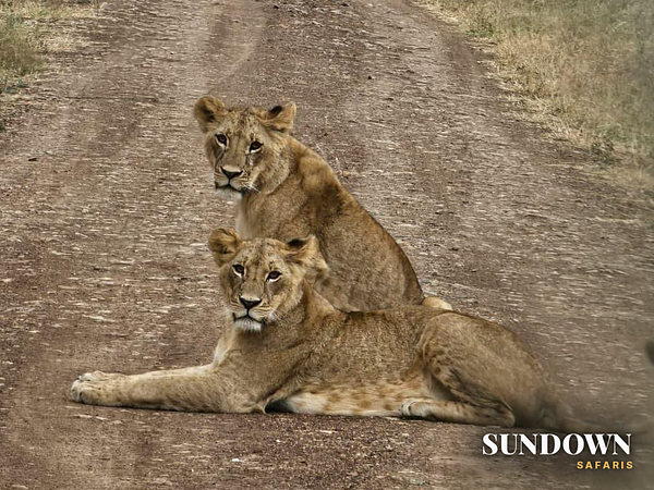 Two young lions block the road