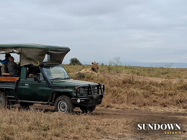 Lions resting a few metres from a safari vehicle on a game drive
