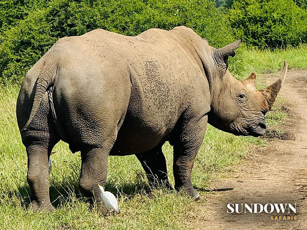 A black rhino steps onto the track