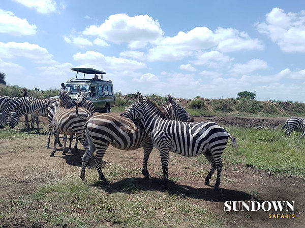 Zebras all around us