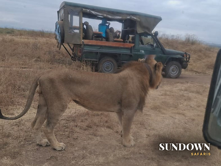 A male lion walking past a safari vehicle in Kenya